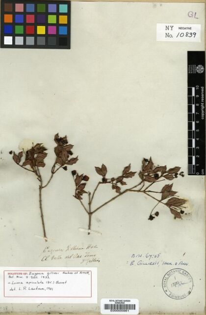 Luma apiculata [Espécimen: ]