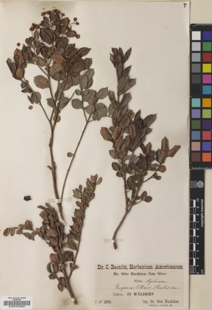 Luma apiculata [Espécimen: ]