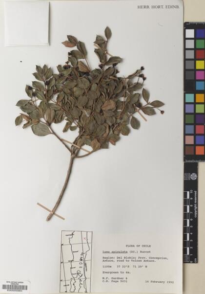 Luma apiculata [Espécimen: ]