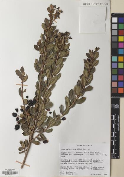 Luma apiculata [Espécimen: ]