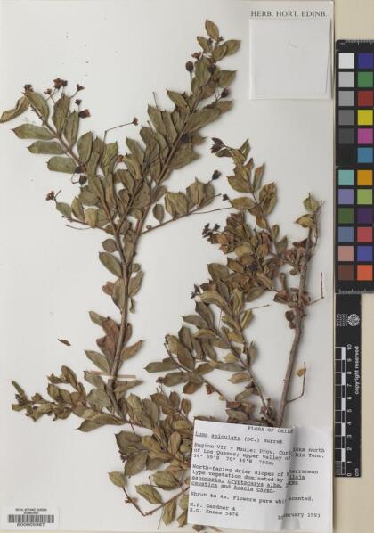 Luma apiculata [Espécimen: ]