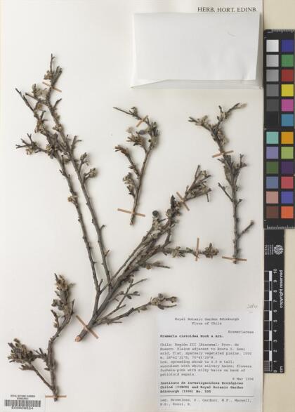 Krameria cistoidea [Espécimen: ]