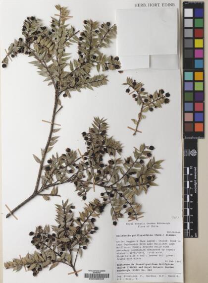 Gaultheria phillyreifolia [Espécimen: ]