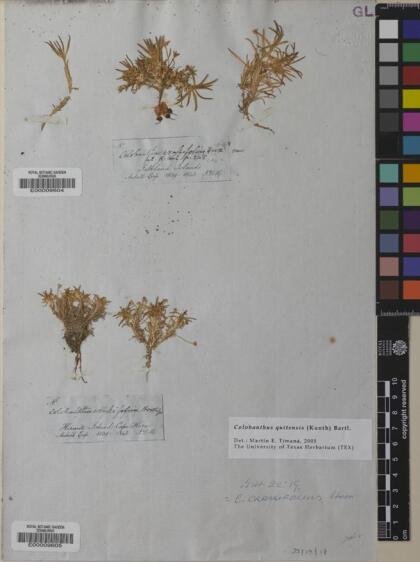 Colobanthus quitensis [Espécimen: ]
