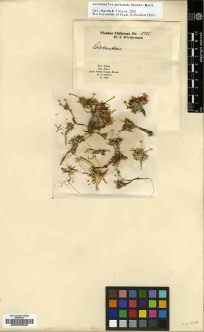Colobanthus quitensis [Espécimen: ]