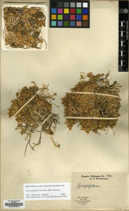 Pycnophyllum bryoides [Espécimen: ]