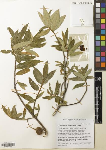 Crinodendron hookerianum [Espécimen: ]