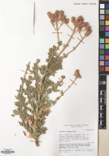 Junellia origenes [Espécimen: ]