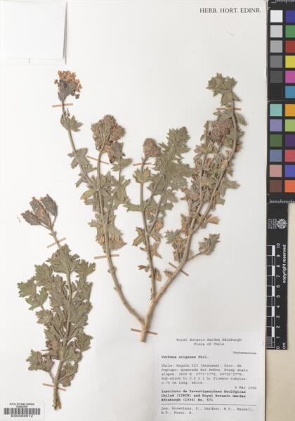 Junellia origenes [Espécimen: ]