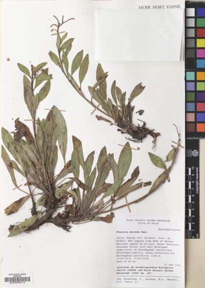 Phacelia secunda [Espécimen: ]