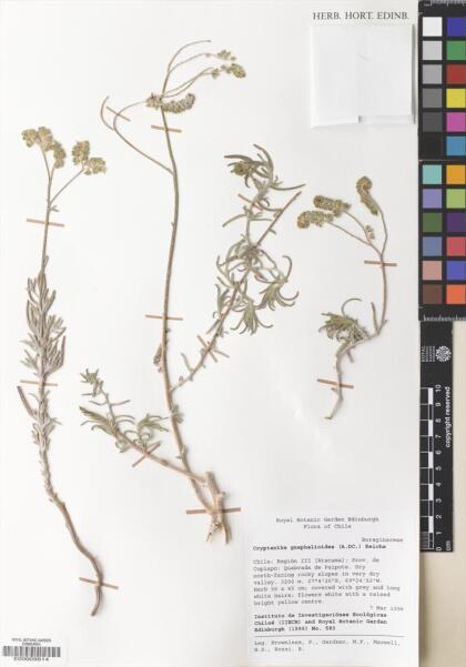 Cryptantha gnaphalioides [Espécimen: ]