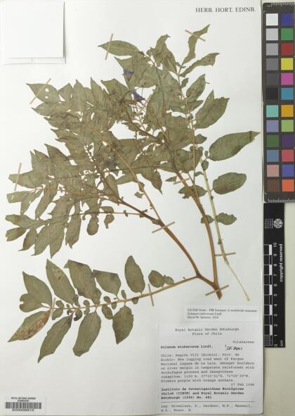 Solanum etuberosum [Espécimen: ]