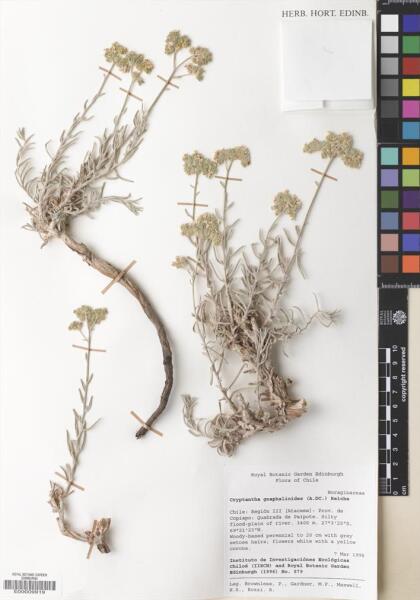 Cryptantha gnaphalioides [Espécimen: ]
