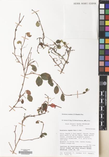 Sarmienta scandens [Espécimen: ]