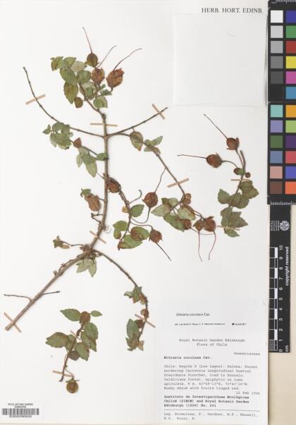 Mitraria coccinea [Espécimen: ]