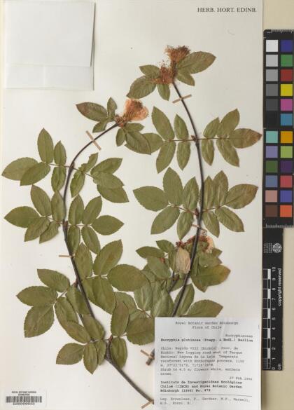 Eucryphia glutinosa [Espécimen: ]