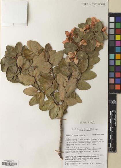 Eucryphia cordifolia [Espécimen: ]