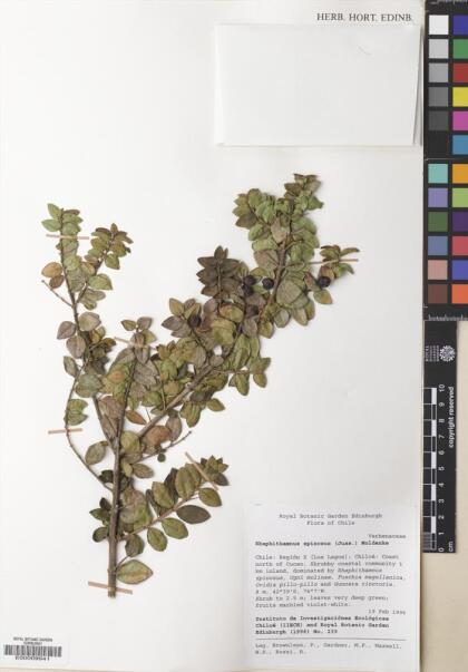Rhaphithamnus spinosus [Espécimen: ]