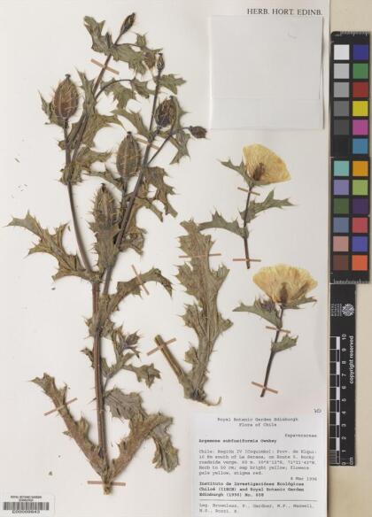Argemone subfusiformis [Espécimen: ]