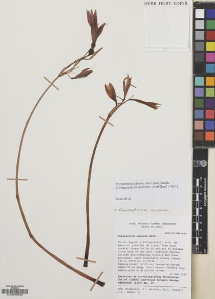 Zephyranthes advena [Espécimen: ]
