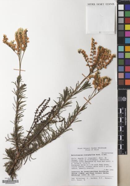Heliotropium stenophyllum [Espécimen: ]