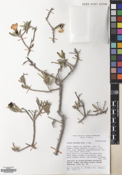 Cordia decandra [Espécimen: ]