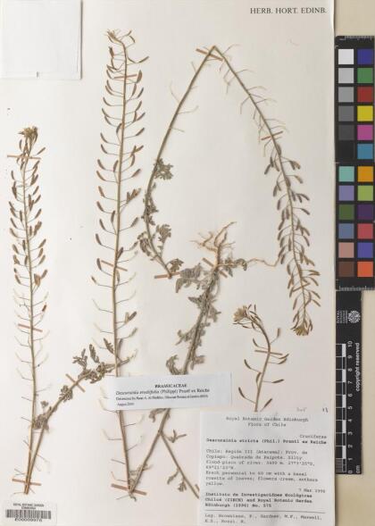 Descurainia erodiifolia [Espécimen: ]