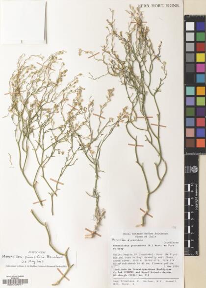 Menonvillea pinnatifida [Espécimen: ]