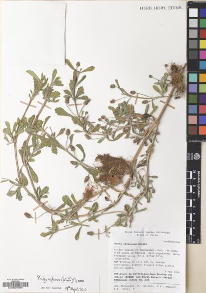 Phyla nodiflora var. reptans [Espécimen: ]