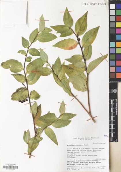 Griselinia racemosa [Espécimen: ]