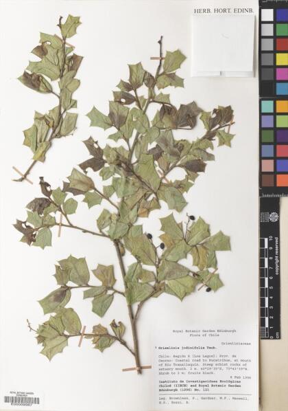 Griselinia jodinifolia [Espécimen: ]