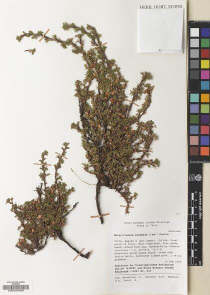 Margyricarpus pinnatus [Espécimen: ]