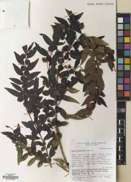 Azara lanceolata [Espécimen: ]