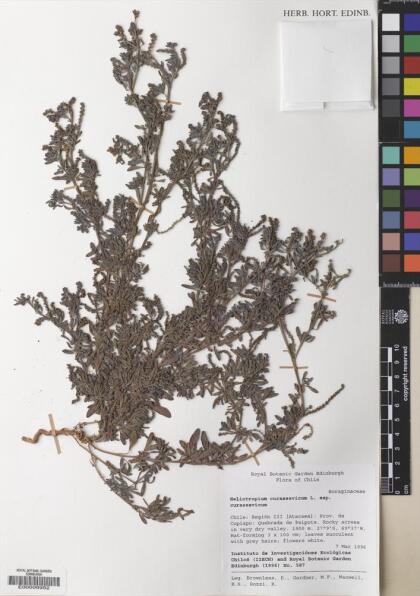 Heliotropium curassavicum var. curassavicum [Espécimen: ]