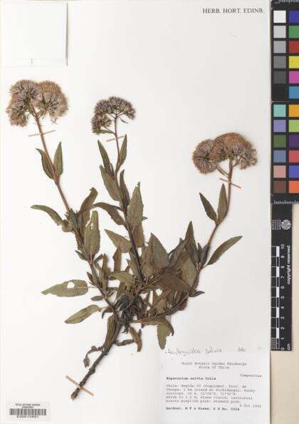 Aristeguietia salvia [Espécimen: ]