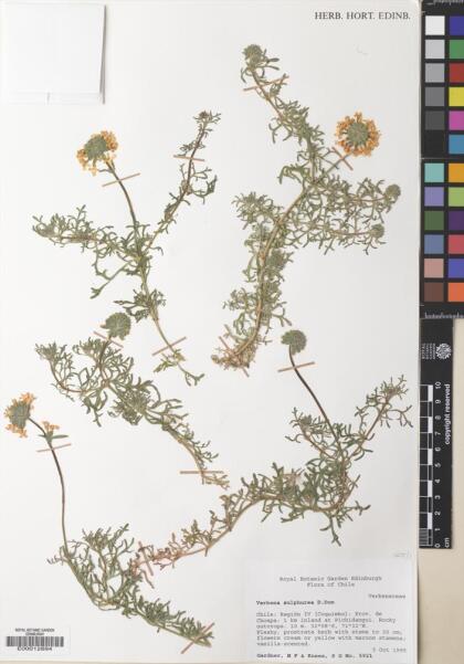 Glandularia sulphurea [Espécimen: ]