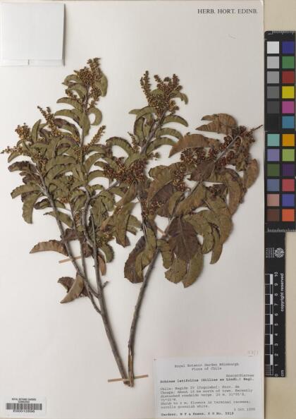 Schinus latifolia [Espécimen: ]