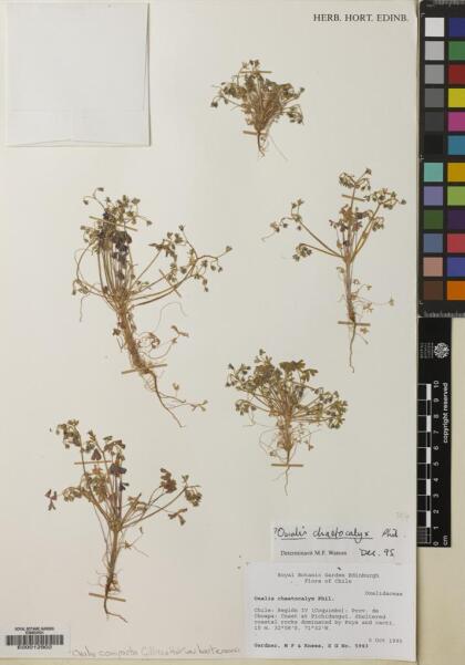 Oxalis berteroana [Espécimen: ]