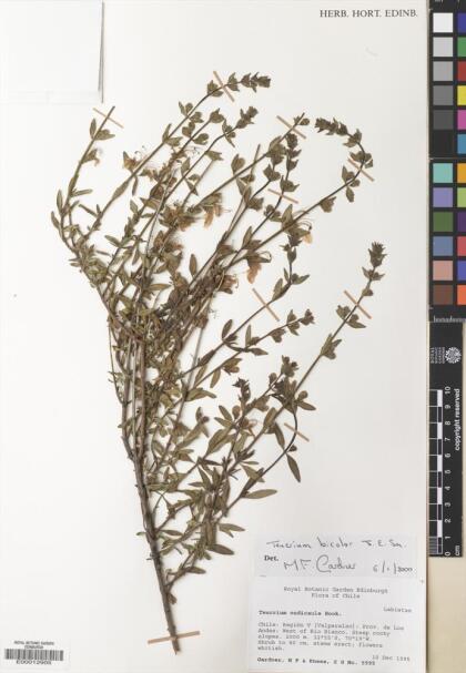Teucrium bicolor [Espécimen: ]