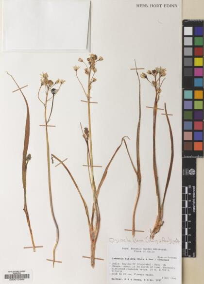 Oziroe biflora [Espécimen: ]
