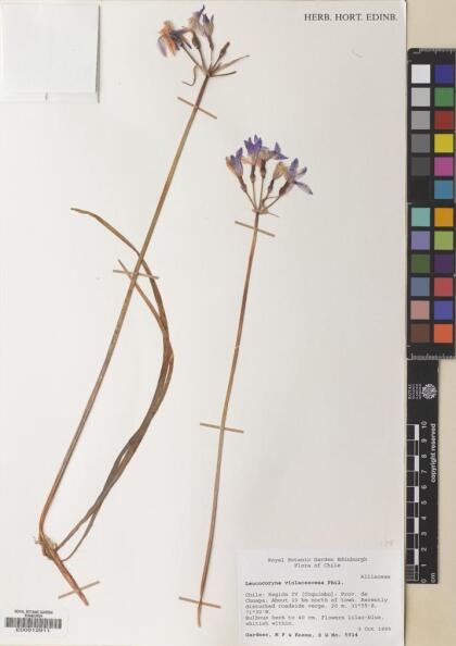 Leucocoryne violacescens [Espécimen: ]