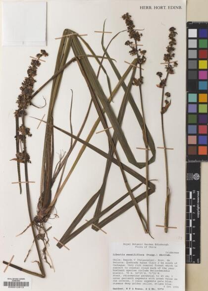 Libertia sessiliflora [Espécimen: ]