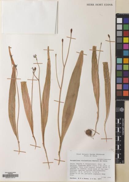 Tecophilaea violiflora [Espécimen: ]