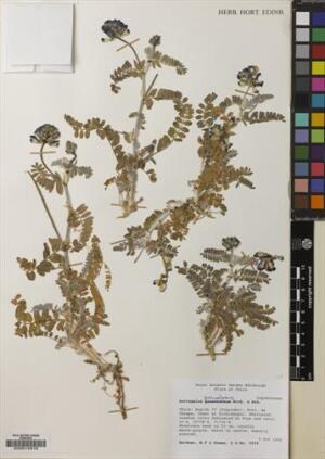 Astragalus amatus [Espécimen: ]