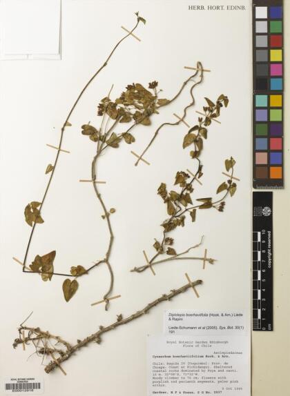 Diplolepis boerhaviifolia [Espécimen: ]