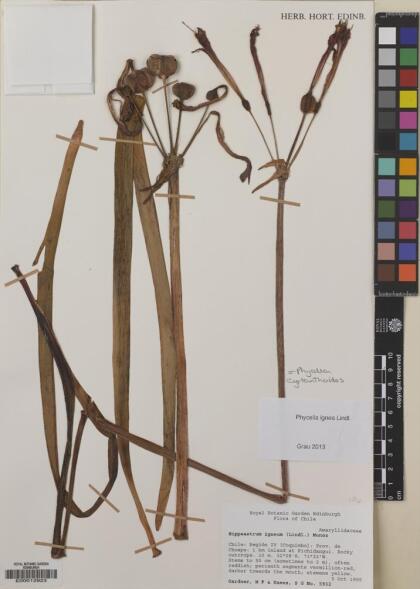Phycella cyrtanthoides [Espécimen: ]