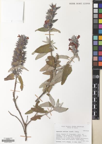 Lepechinia salviae [Espécimen: ]