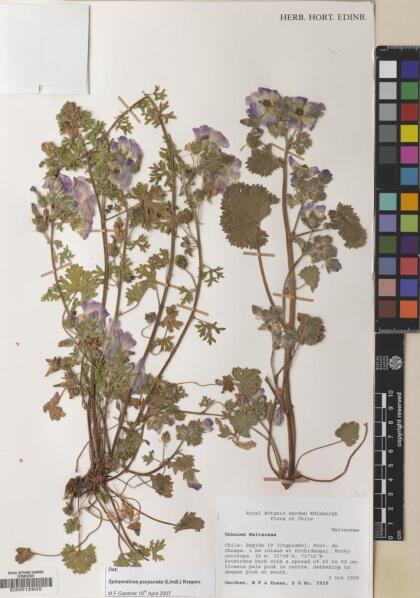 Sphaeralcea purpurata [Espécimen: ]