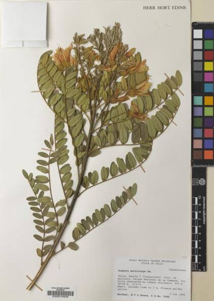 Sophora macrocarpa [Espécimen: ]