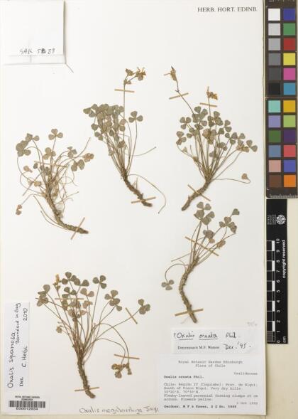 Oxalis squarrosa [Espécimen: ]